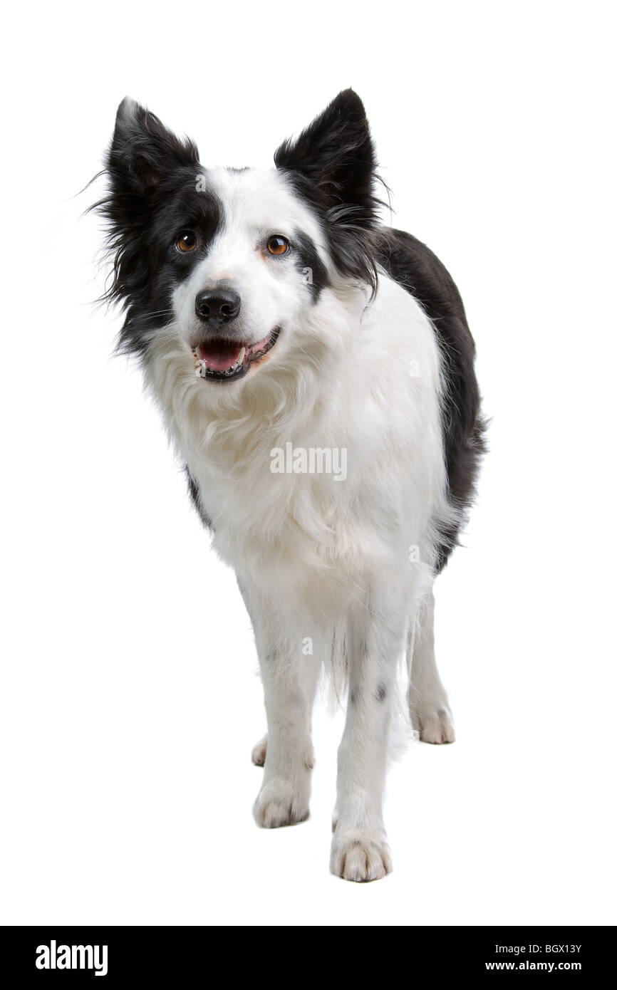 Closeup of Border Collie dog isolated on white background Stock Photo