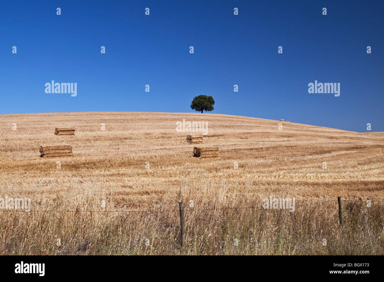 Single Cork Tree atop wheat fields Alentejo region Portugal Stock Photo