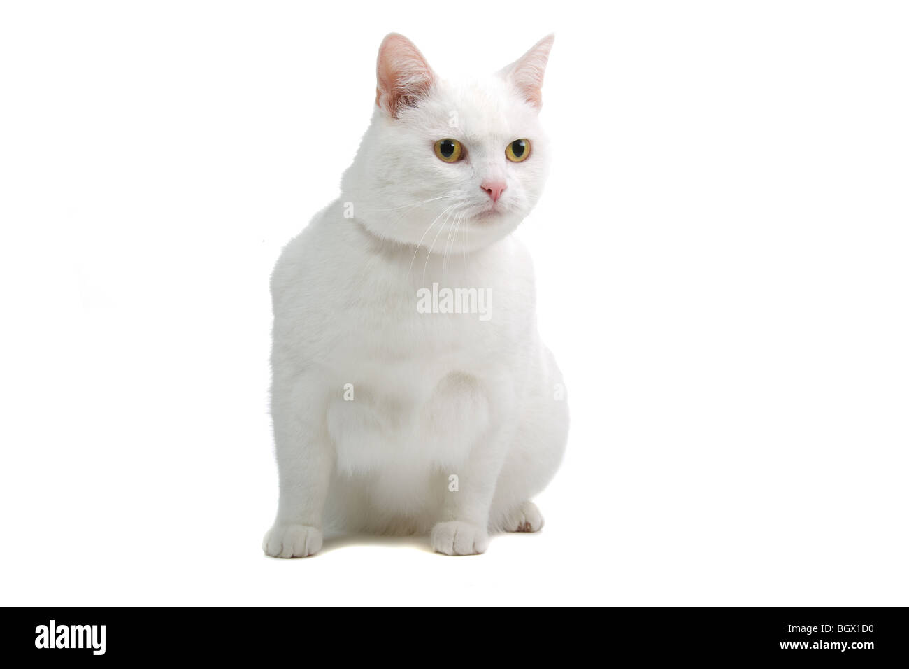 European white short-hair cat isolated in front of a white background Stock Photo