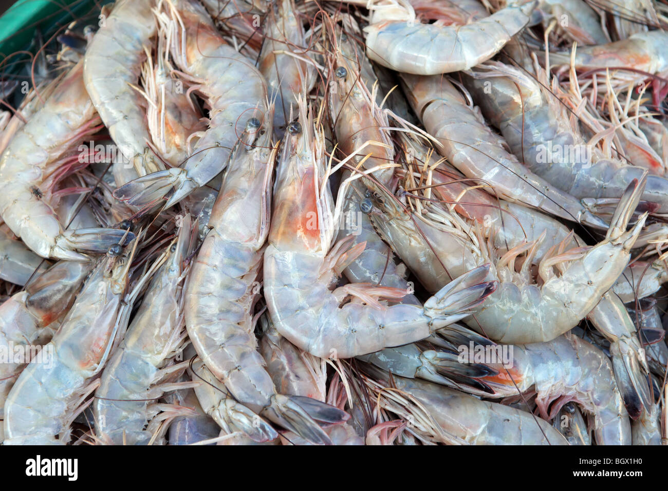 Shrimp in a bucket at an open air seafood market, Mazatlan, Mexico