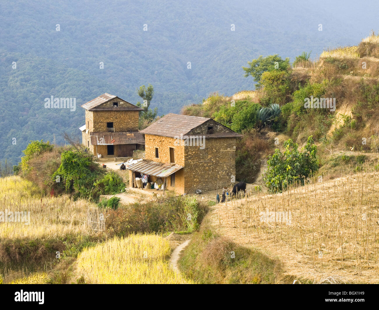 Countryside with two houses and terraced fields along the Helambu Circuit trek in Nepal. Stock Photo