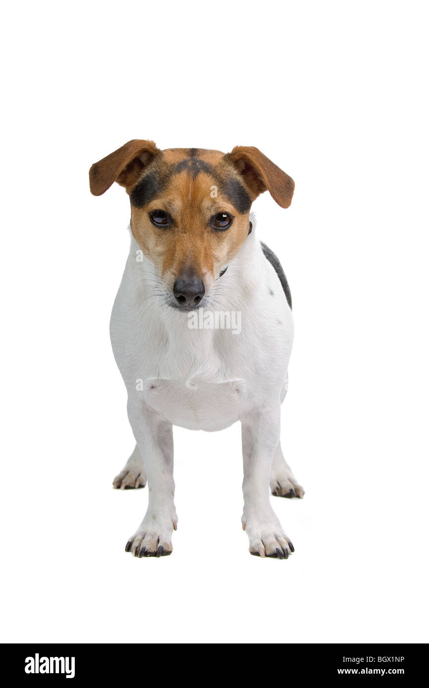 Closeup of Jack Russel terrier dog, isolated on white background Stock Photo