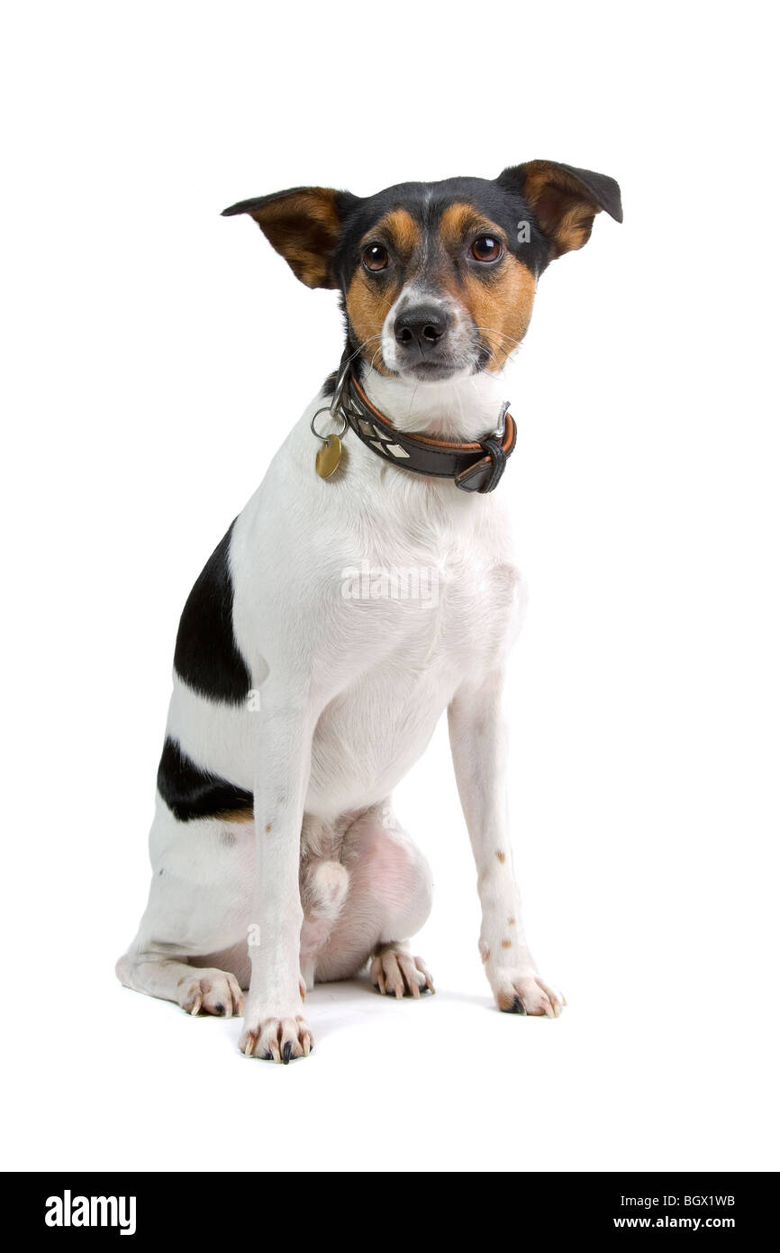 Boerenfox(Dutch) mix fox terrier and parson terrier Stock Photo - Alamy