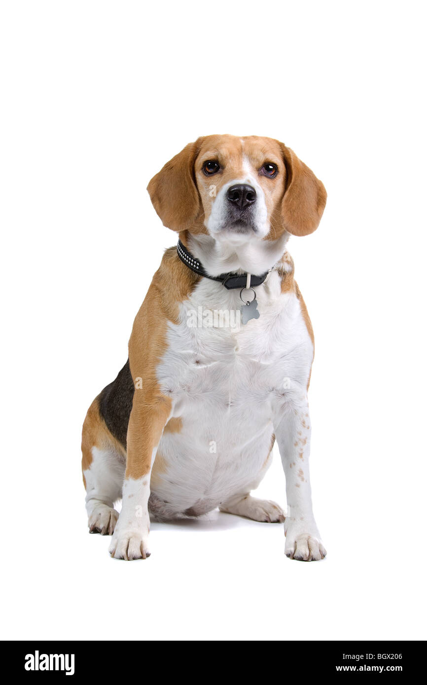 A cute Beagle dog, isolated on white studio background Stock Photo - Alamy