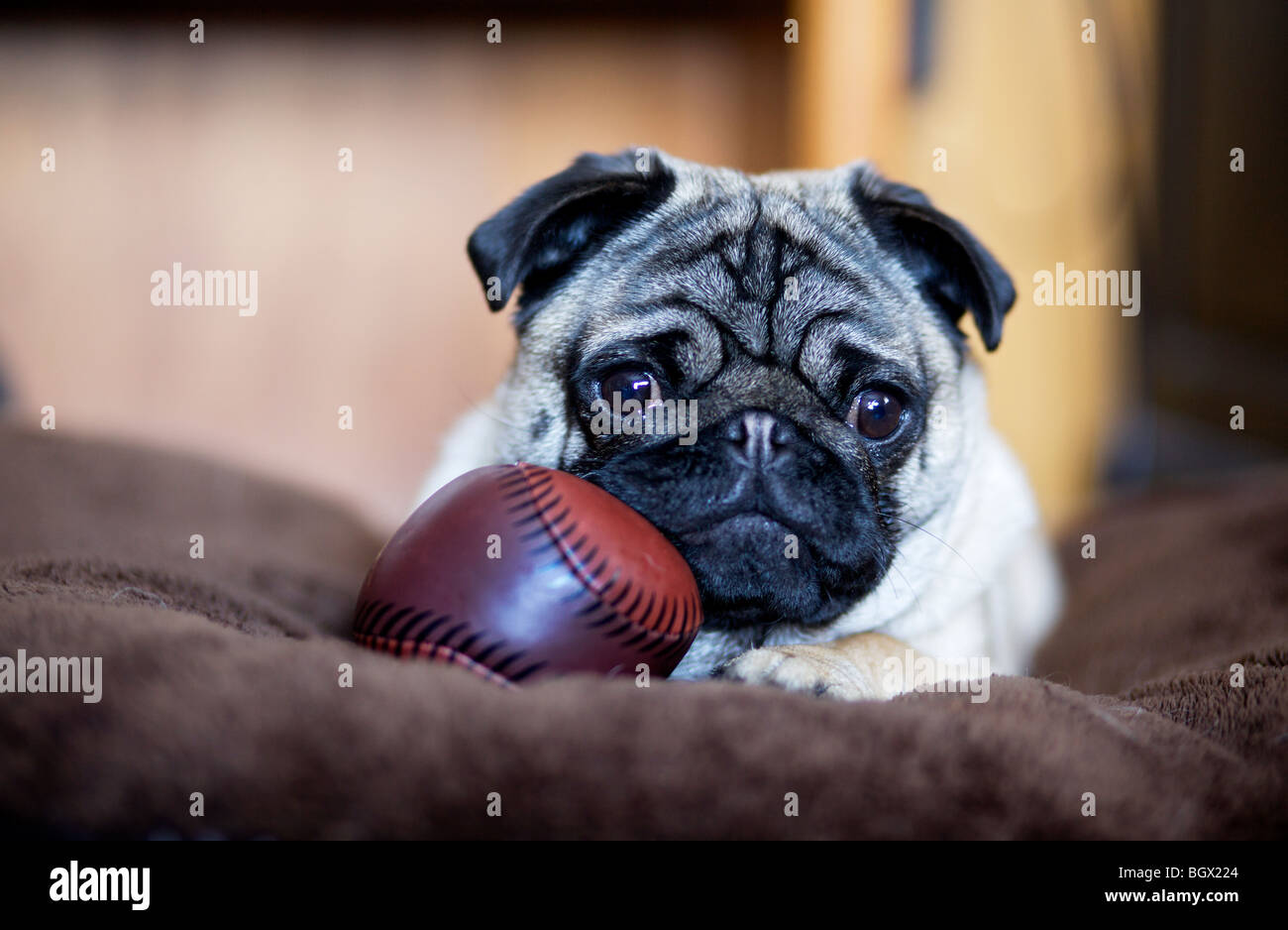 A pug puppy rests on a big pillow with a play baseball Stock Photo - Alamy