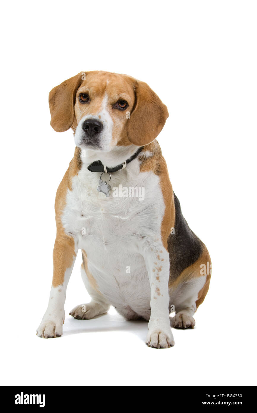 A cute Beagle dog, isolated on white studio background Stock Photo - Alamy