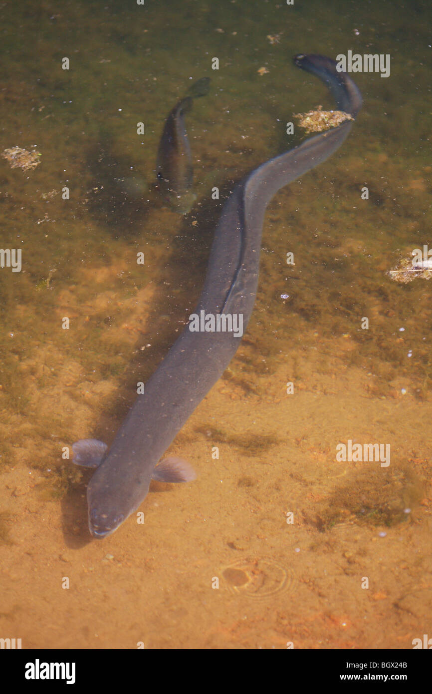 Eel Swimming