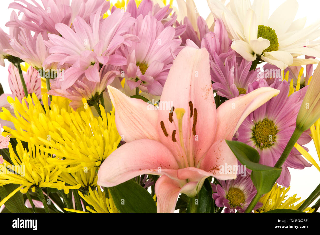 Still life of flowers on white background Stock Photo - Alamy