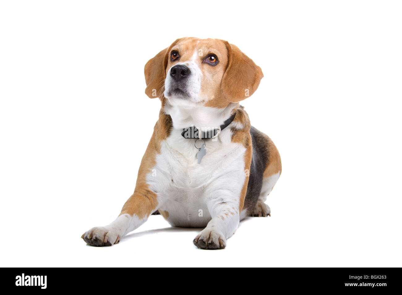 A cute Beagle dog, isolated on white studio background Stock Photo - Alamy