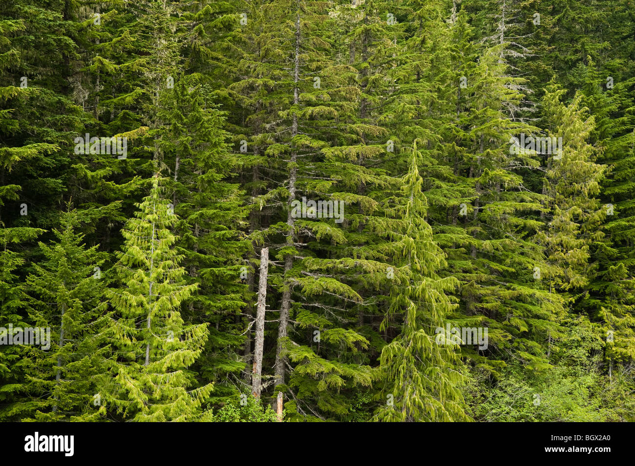 green douglas fir forest green trees Stock Photo