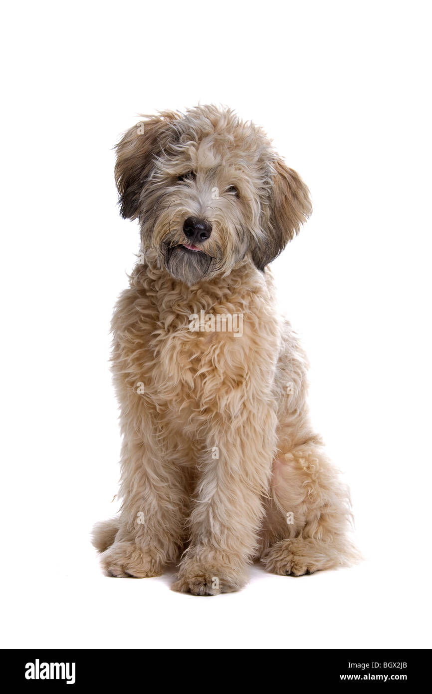 Closeup of mongrel poodle dog, isolated on white background Stock Photo