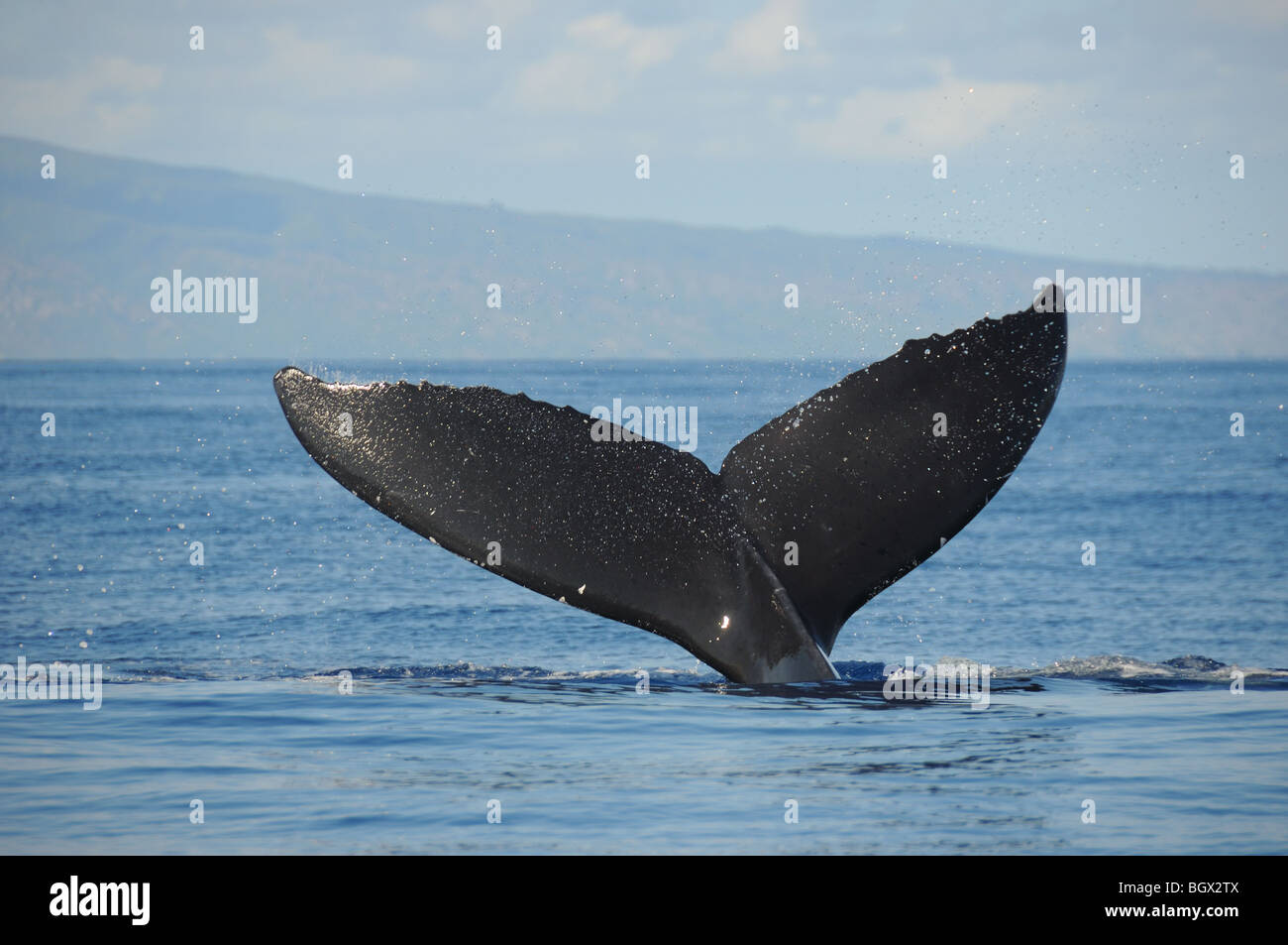 Humpback whale tail hi-res stock photography and images - Alamy