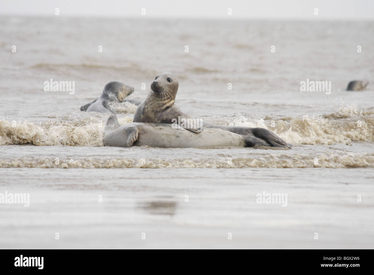Pair of Grey Seals Mating in sea Stock Photo Alamy
