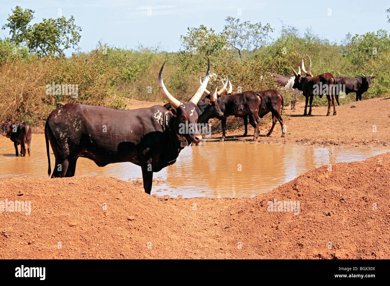 Ankole-Watusi bull, cattle, Lake Mburo National park, Uganda, East Africa Stock Photo