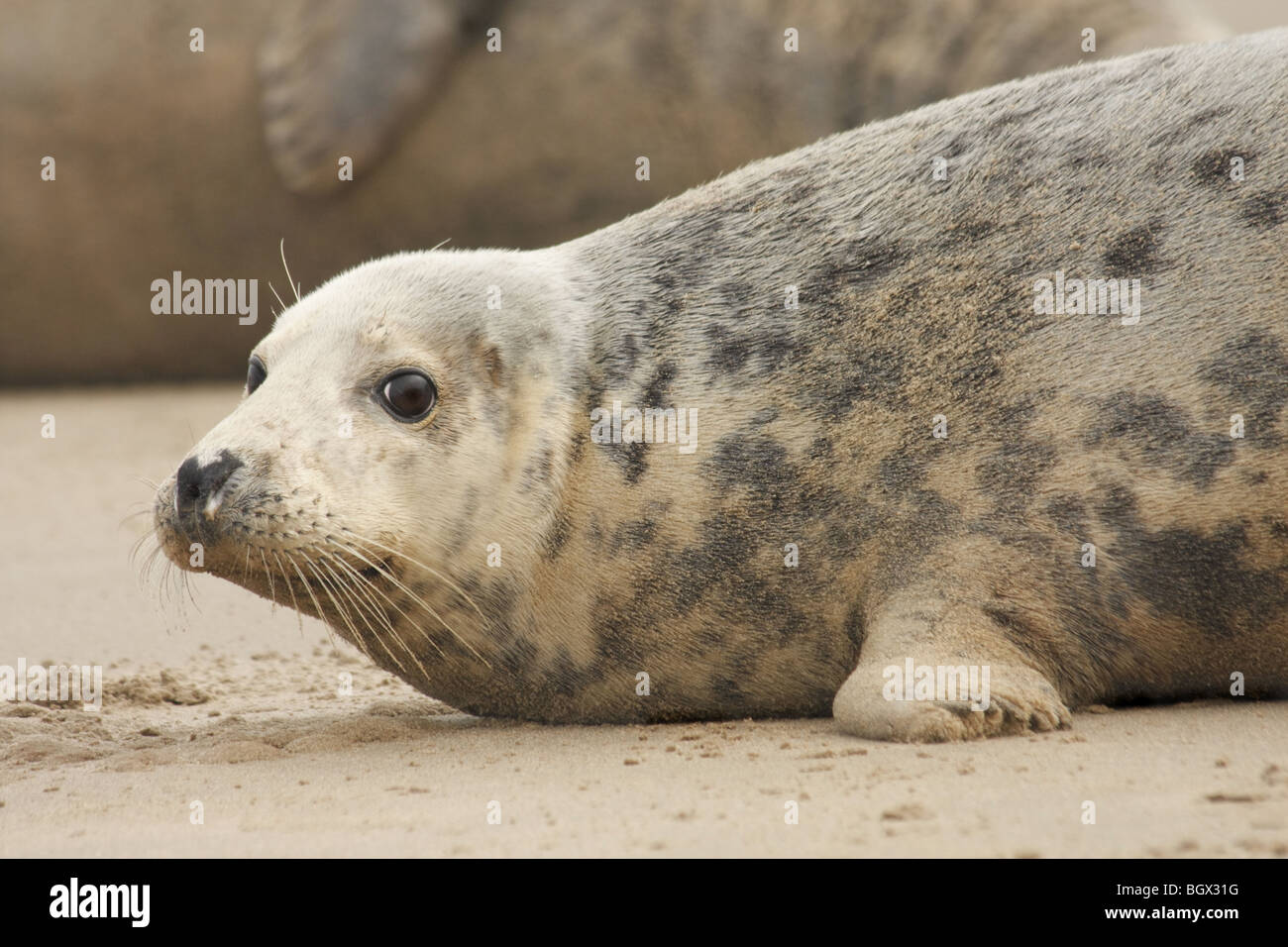 Female grey Seal with Male in background Stock Photo - Alamy