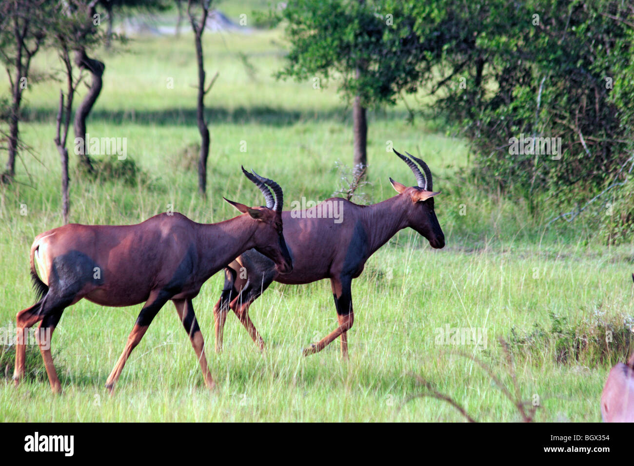 Roan antelope (Hippotragus equinus), Ishasha River, Queen Elizabeth National Park, Uganda, Africa Stock Photo