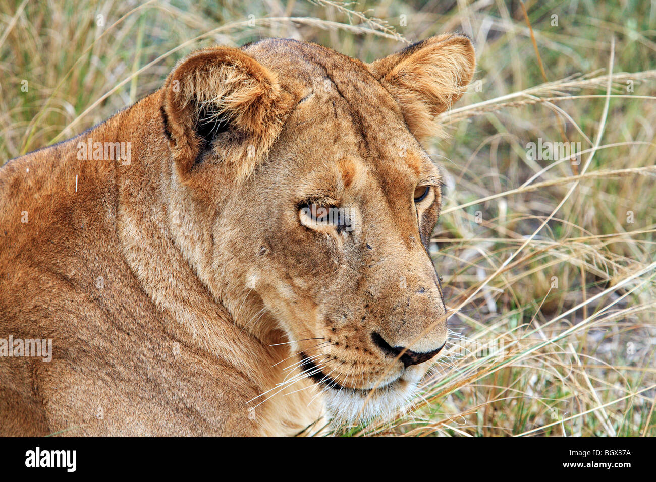 Female lion, Murchison Falls Conservation Area, Uganda, East Africa Stock Photo