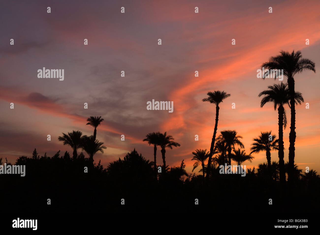 Sunset colours seen through Palm trees in Luxor, Egypt Stock Photo