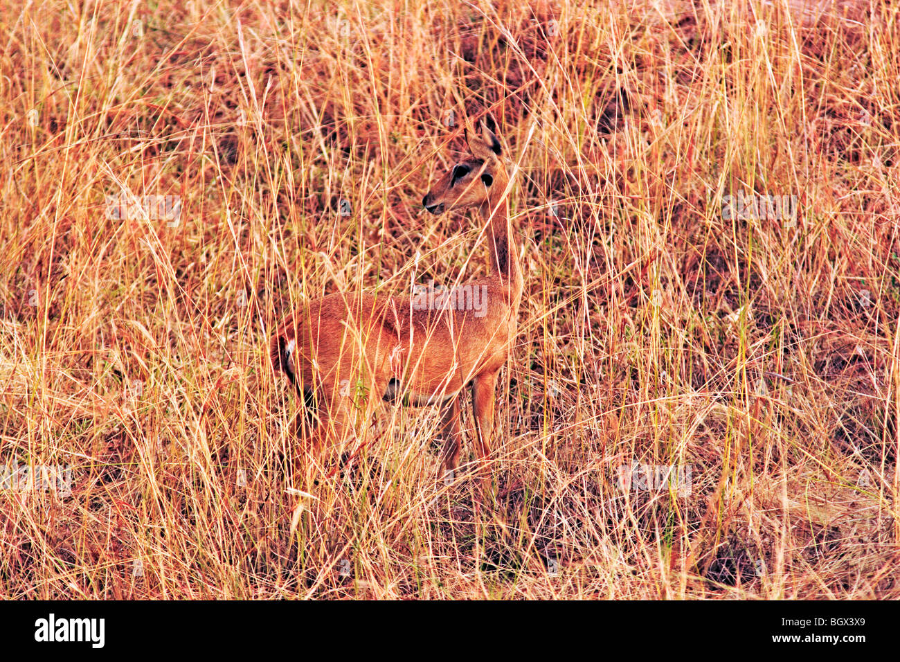 Oribi antelope (Ourebia ourebi), Murchison Falls Conservation Area, Uganda, Africa Stock Photo