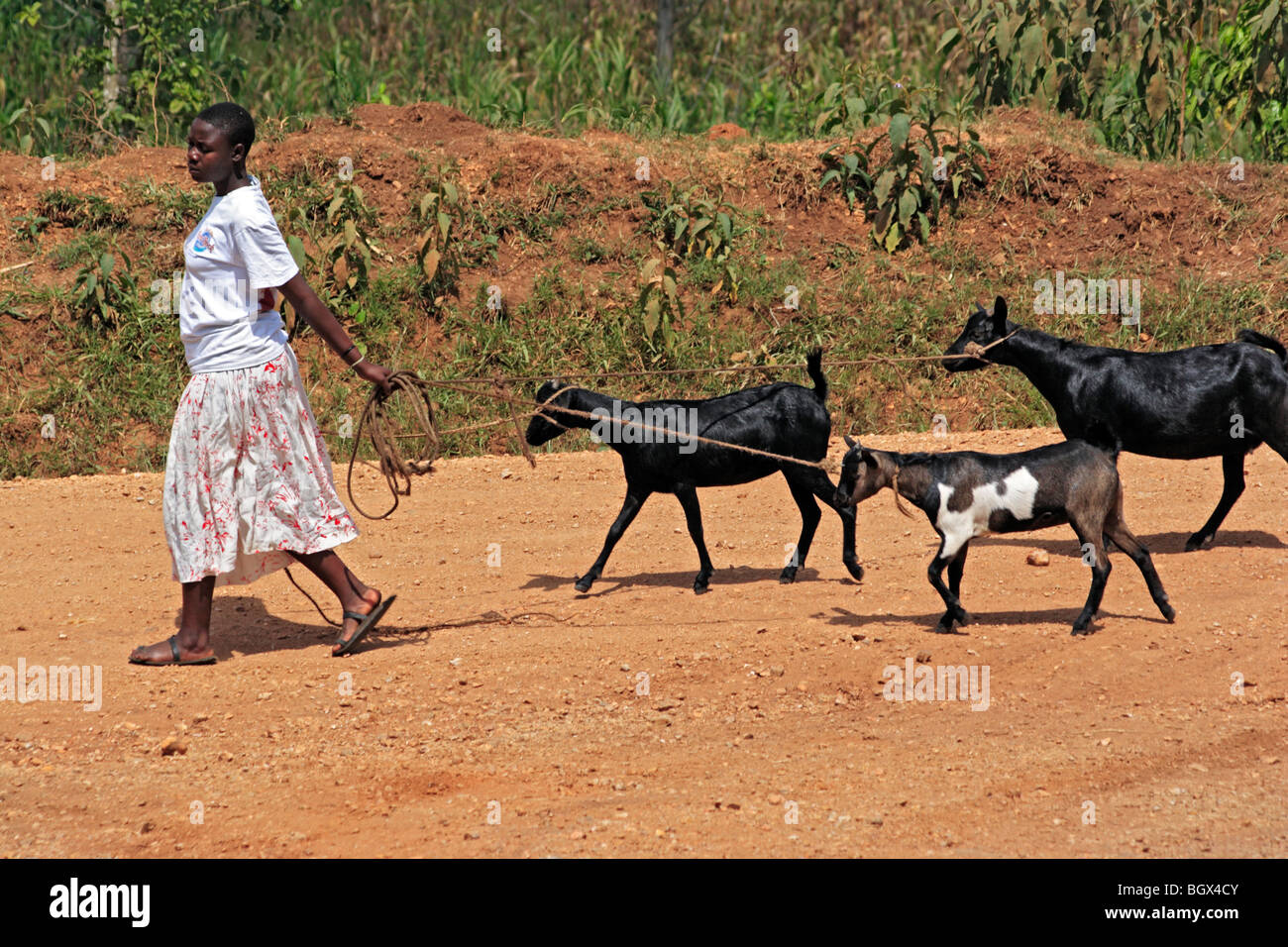Bigodi Wetland Sanctuary, Uganda, East Africa Stock Photo - Alamy