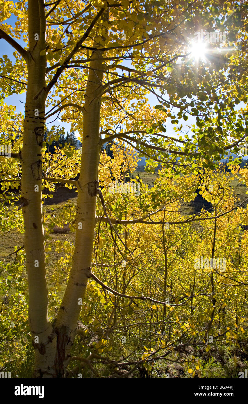 Grove of aspen trees, Populus tremuloides, in the San Juan National Forest, Colorado Stock Photo