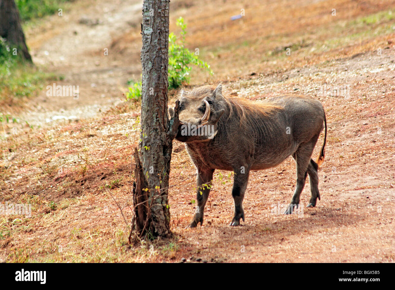 Common Warthog (Phacochoerus africanus), Queen Elizabeth National Park, Uganda, Africa Stock Photo
