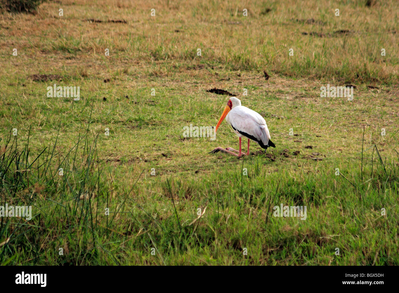 Yellow-billed Stork (Mycteria ibis), Kazinga Channel, Queen Elizabeth National Park, Uganda, East Africa Stock Photo