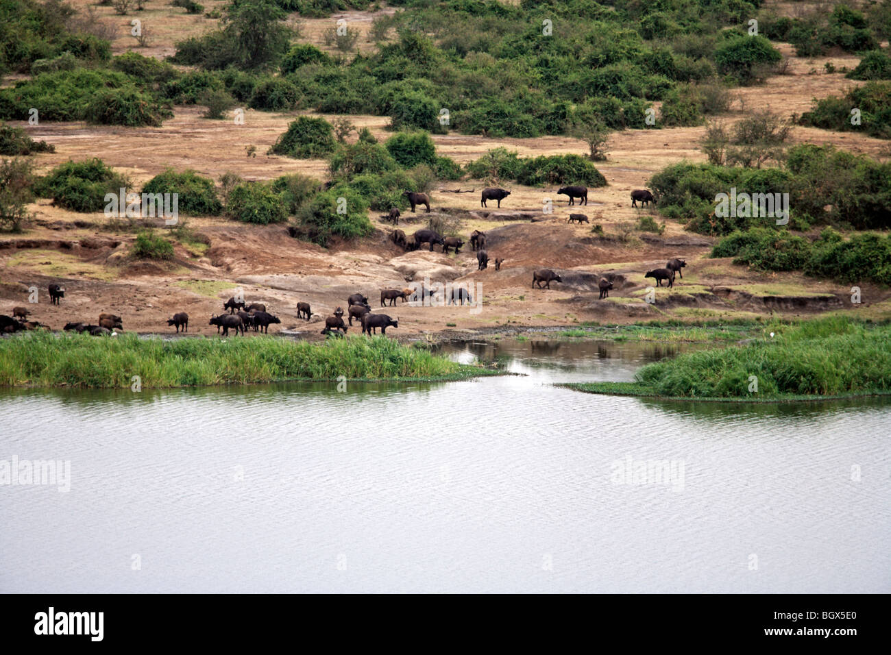 Watering place, Murchison Falls National park, Uganda, East Africa Stock Photo