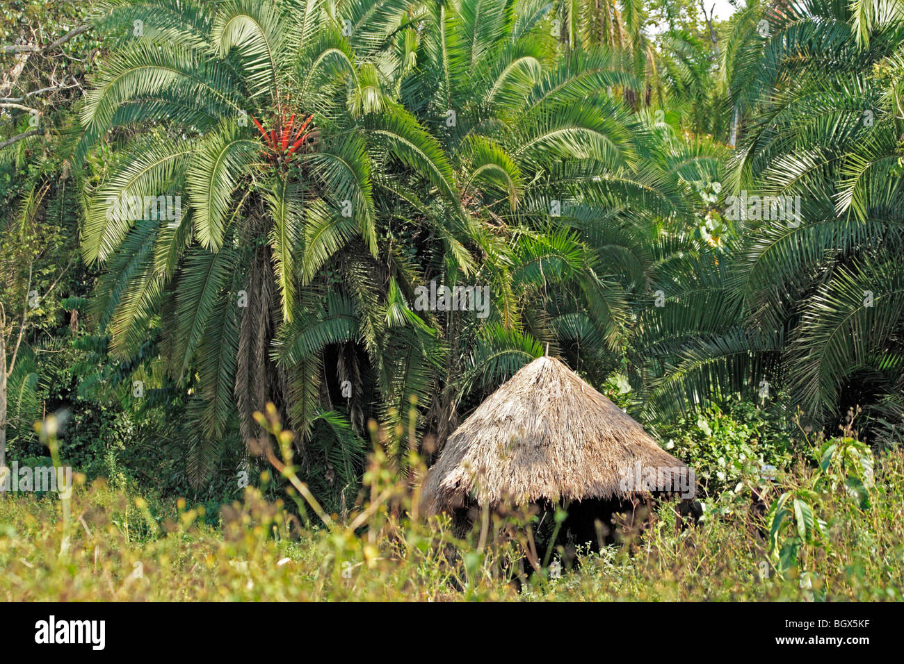 House in forest, Bigodi Wetland Sanctuary, Uganda, East Africa Stock Photo