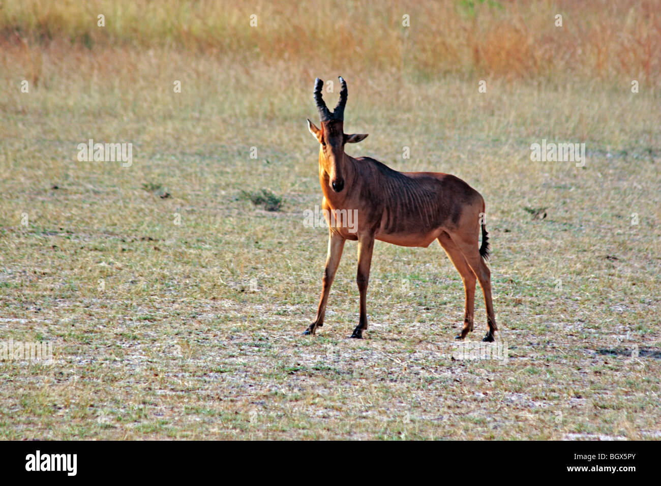 Antelope, Murchison Falls National park, Uganda, East Africa Stock