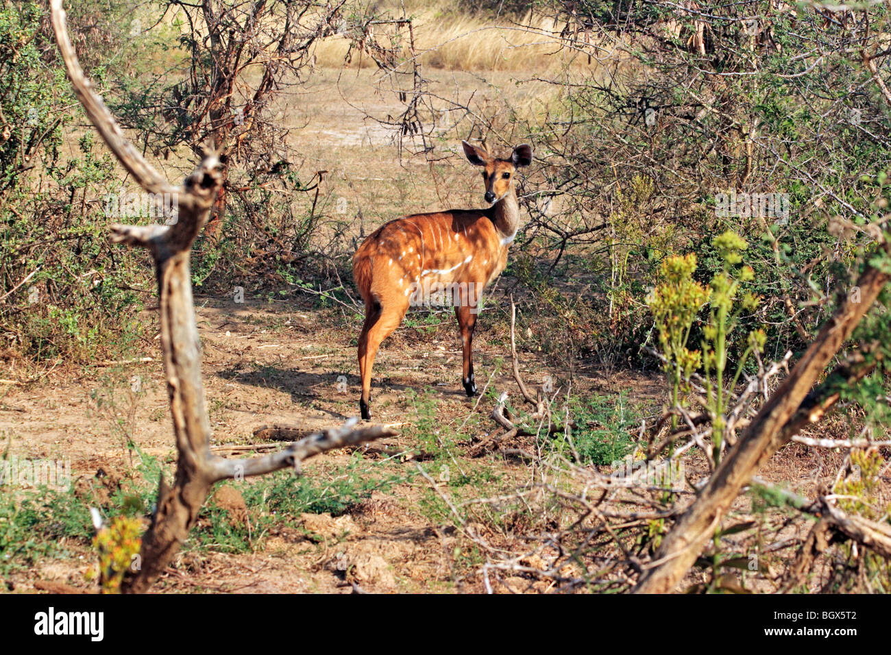 Oribi antelope (Ourebia ourebi), Murchison Falls Conservation Area, Uganda, Africa Stock Photo