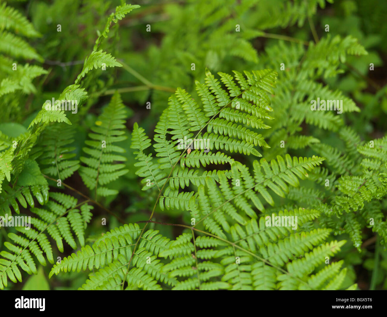 High view fern hi-res stock photography and images - Alamy