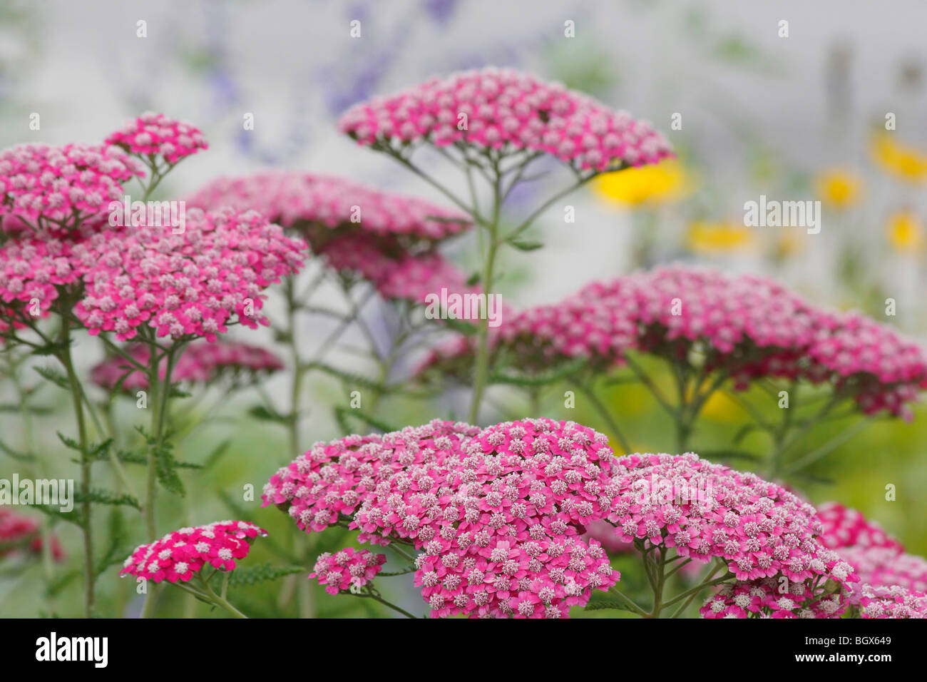 Meadow of  pink Achillea Summerwine wild flowers in Michigan USA nobody none front view of full blurred blurry blur background hi-res Stock Photo