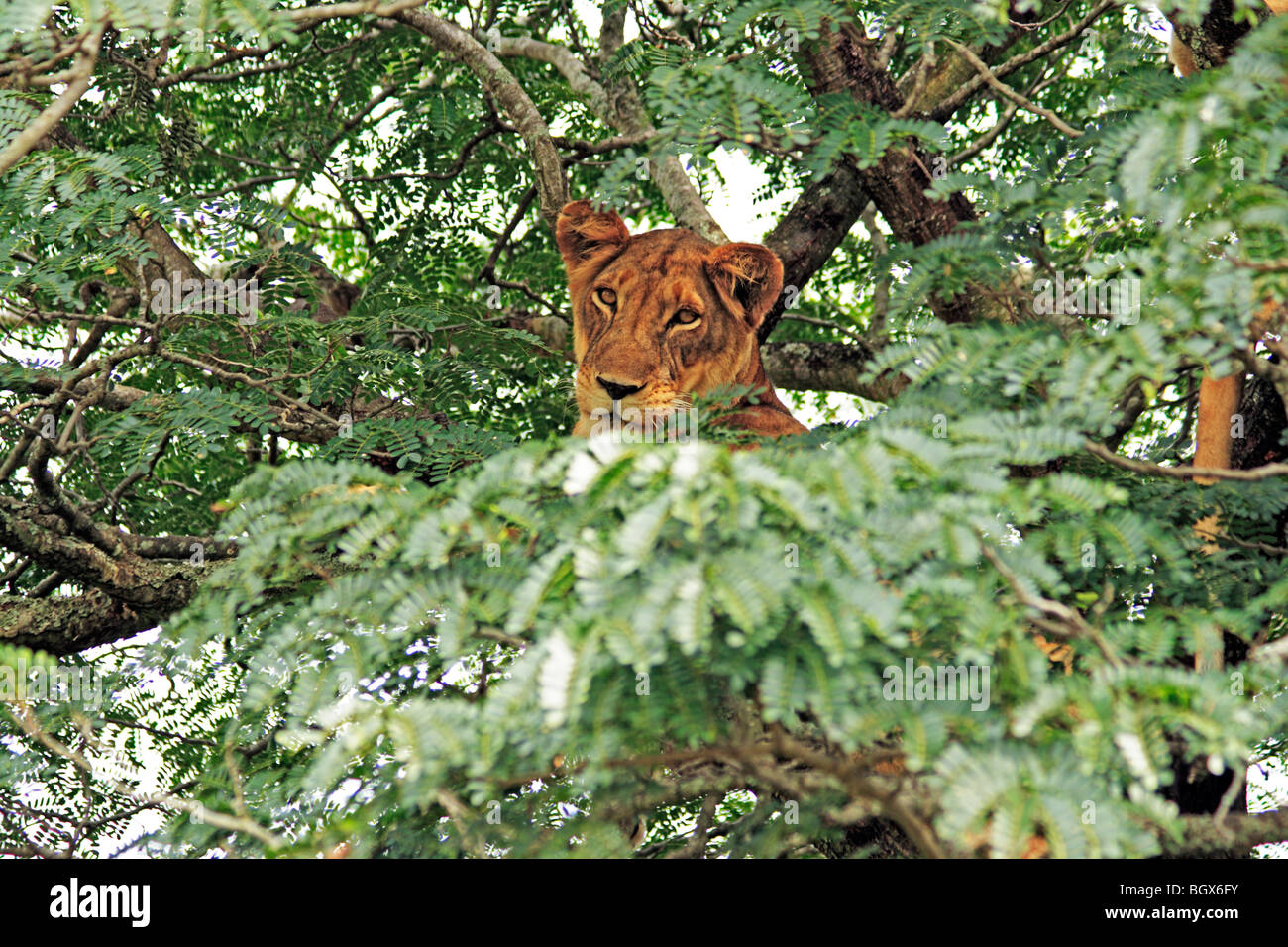 Female lion, Queen Elizabeth National Park, Uganda, East Africa Stock Photo
