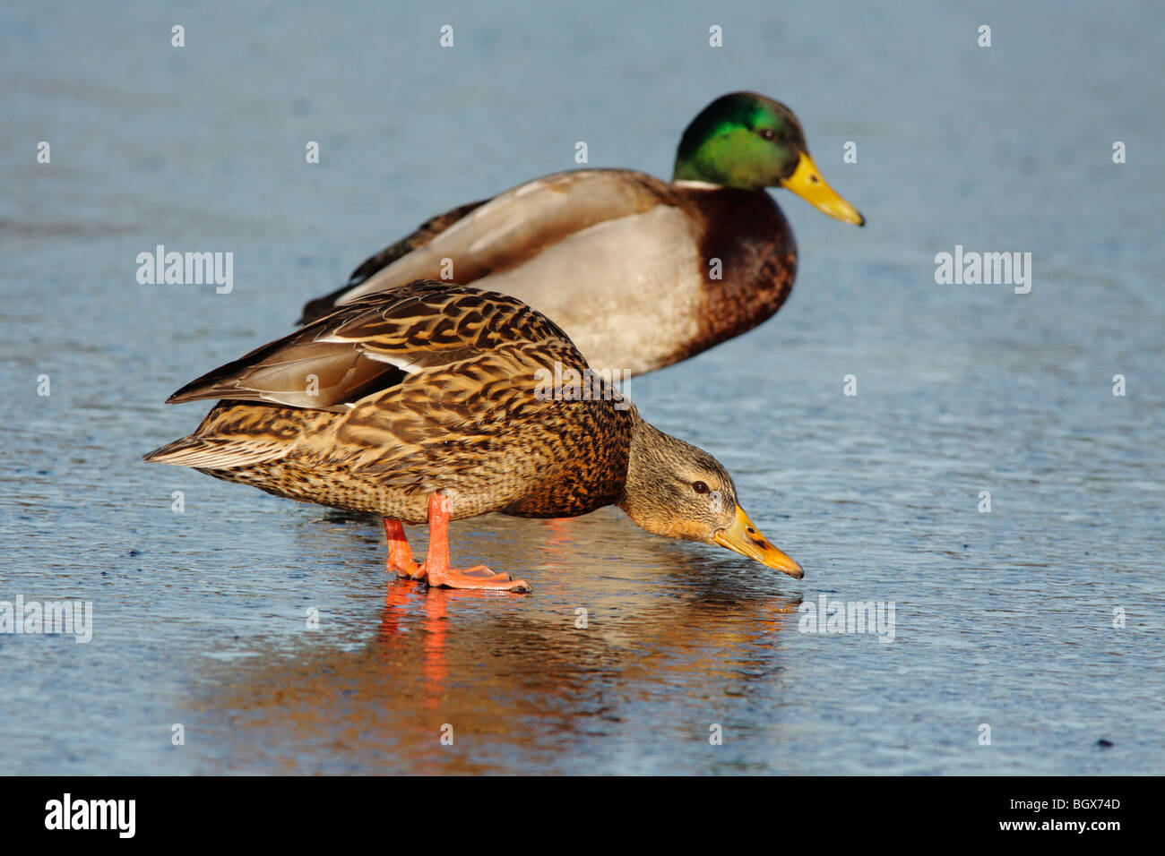 Mallard duck pair on frozen lagoon-Victoria, British Columbia, Canada. Stock Photo