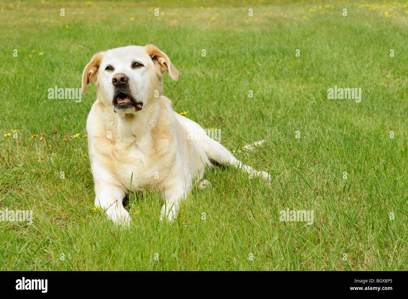 Old white Labrador Retriever dog lying in grass Stock Photo