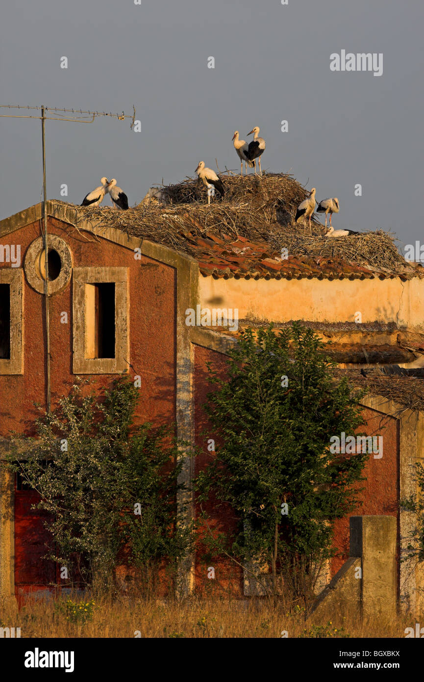 White Stork Ciconia ciconia Stock Photo