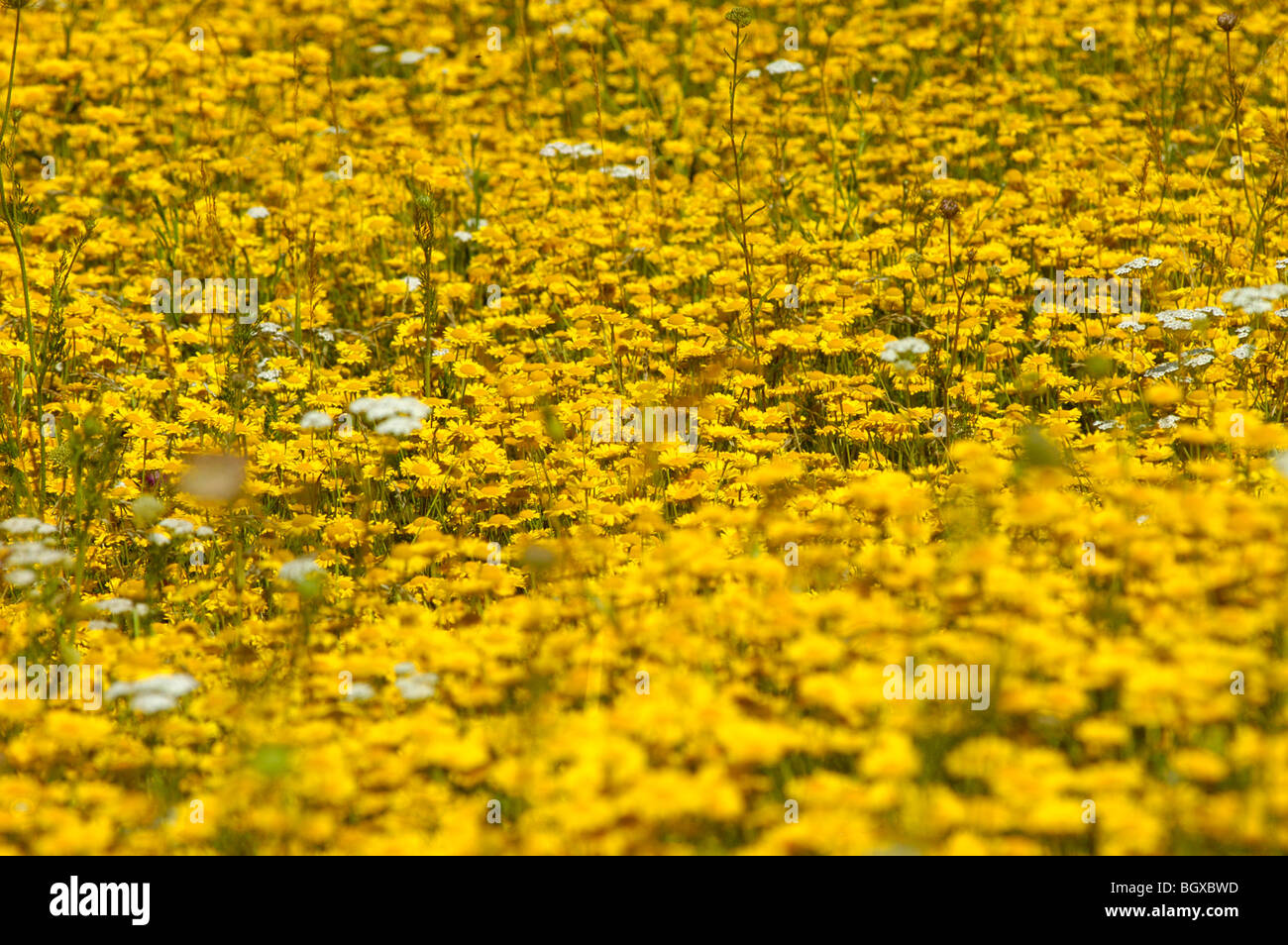 yellow flower field Stock Photo Alamy