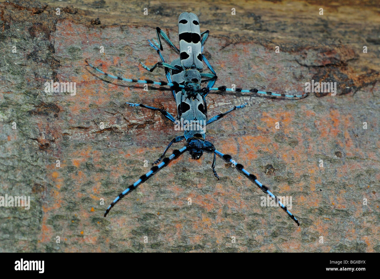 Rosalia Longhorn Beetle (Rosalia alpina) Stock Photo