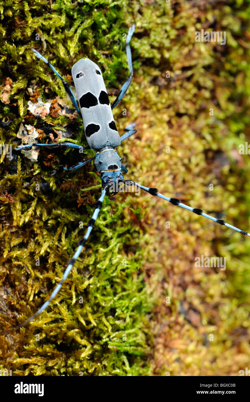 Rosalia Longhorn Beetle (Rosalia alpina Stock Photo Alamy