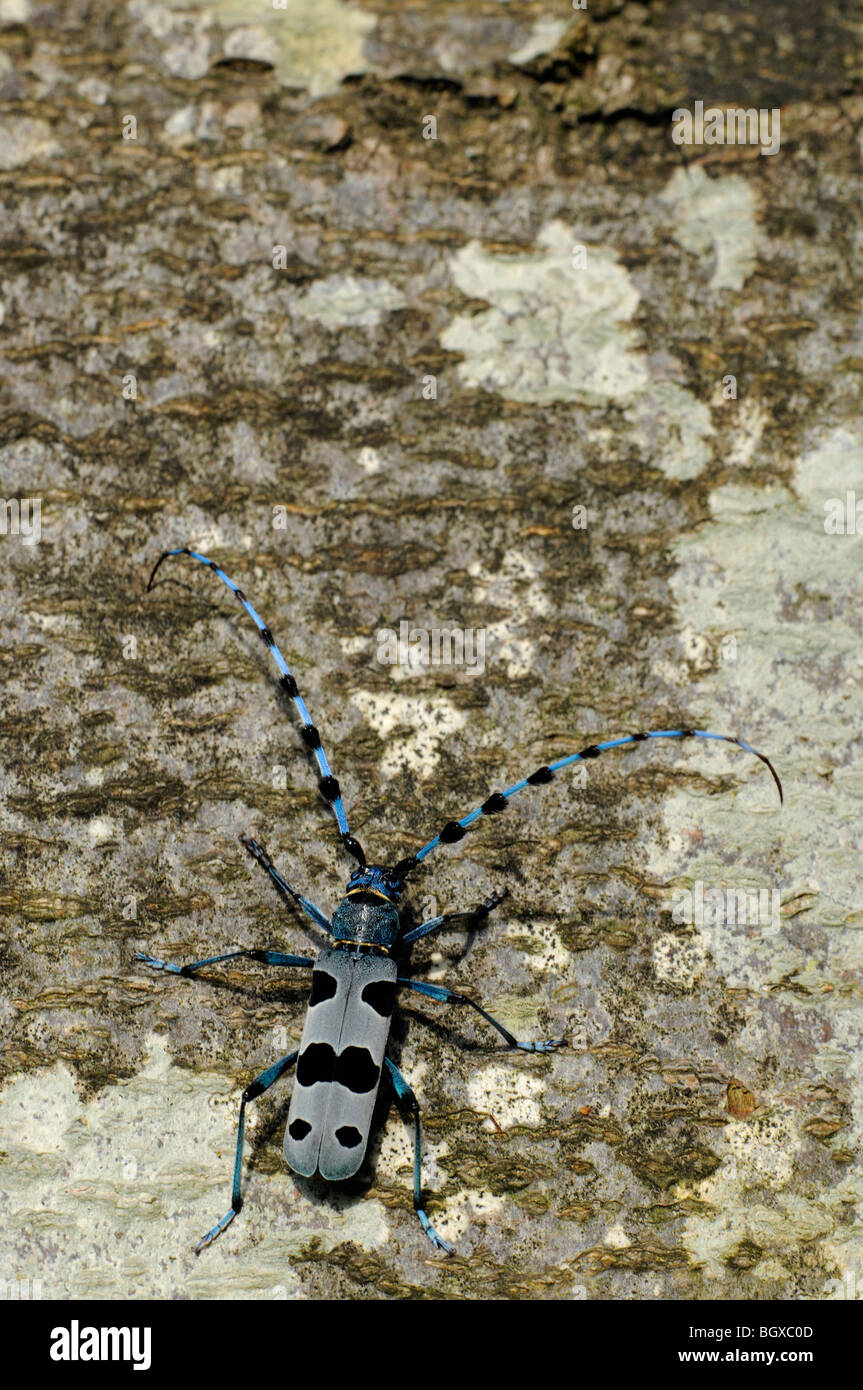 Rosalia Longhorn Beetle (Rosalia alpina Stock Photo Alamy