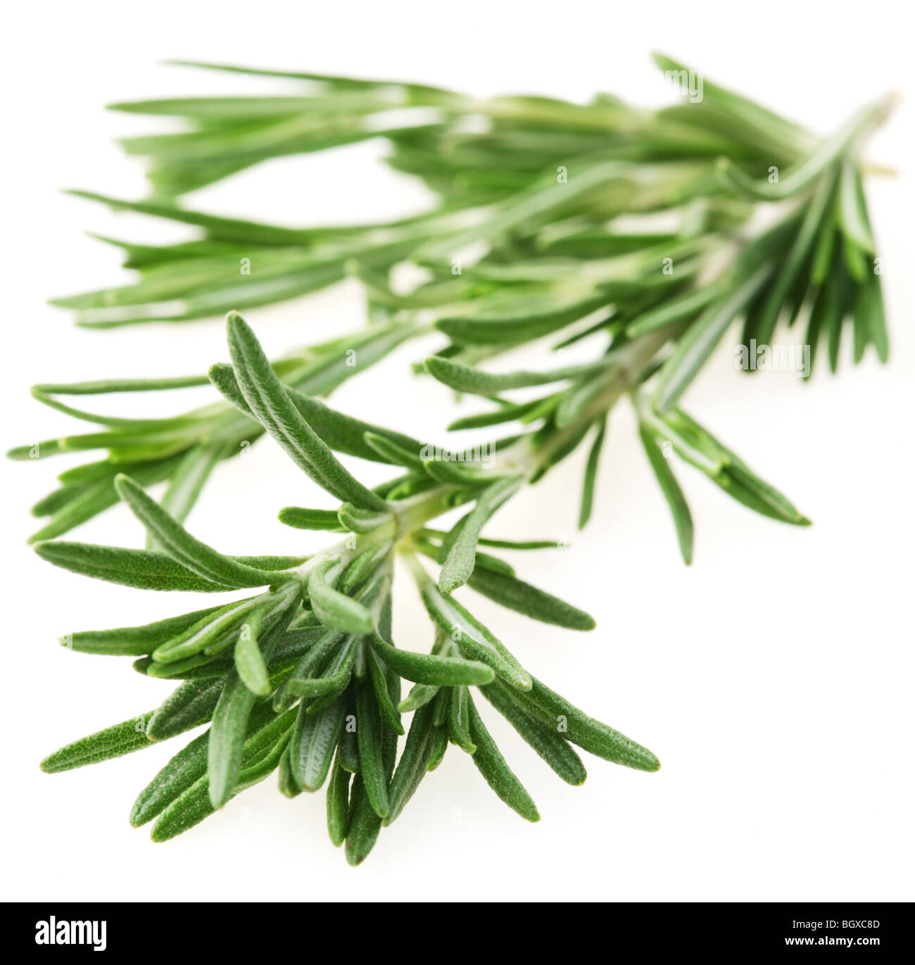 The branch of rosemary on a white background Stock Photo