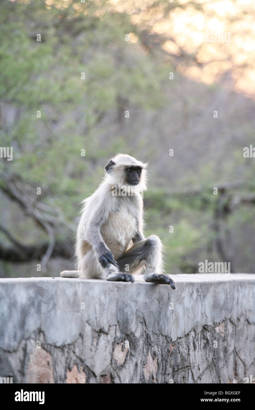 Hanuman langur monkey (Presbytis entellus), at Ranthambhore Tiger Reserve, India. Stock Photo
