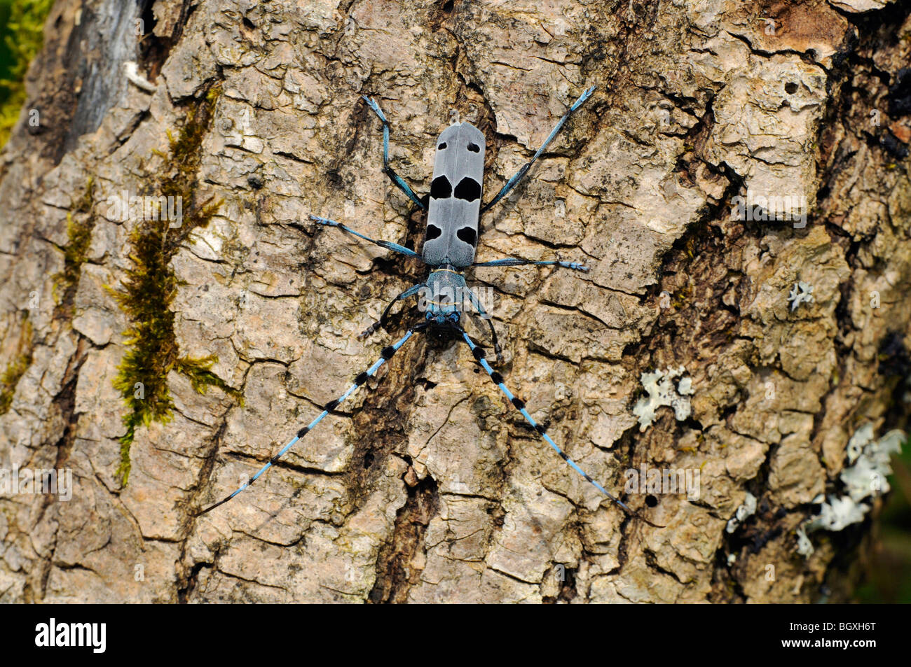 Rosalia Longhorn Beetle (Rosalia alpina) Stock Photo