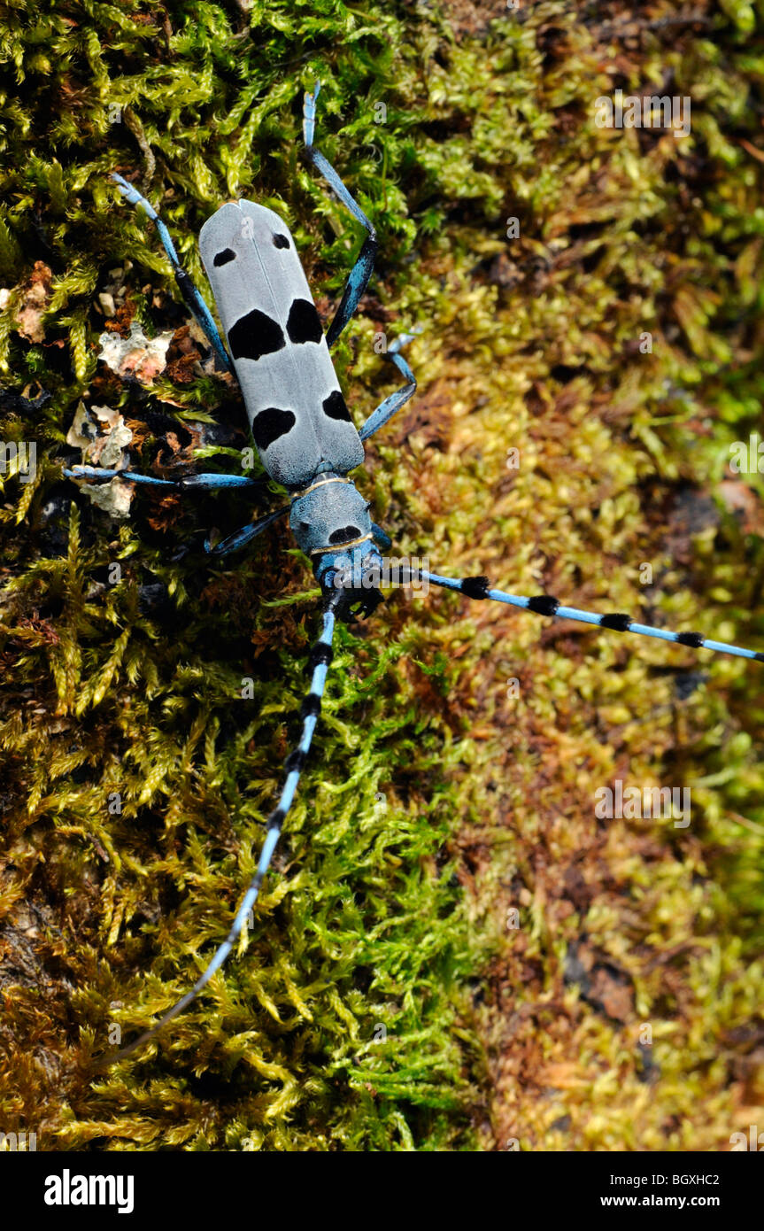 Rosalia Longhorn Beetle (Rosalia alpina Stock Photo Alamy