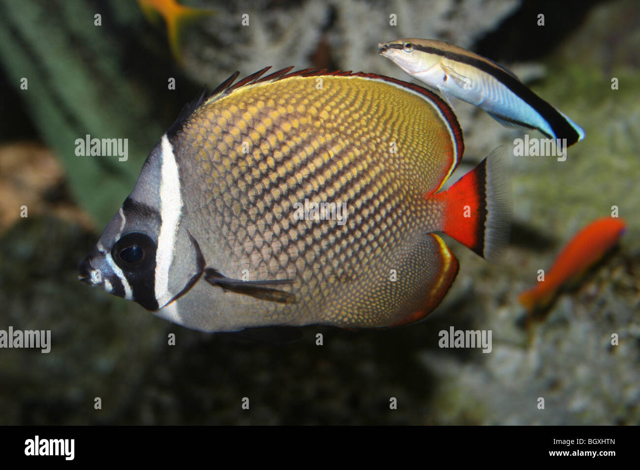 Red-tailed Butterflyfish Chaetodon collare With Bluestreak Cleaner Wrasse - Labroides dimidiatus Stock Photo