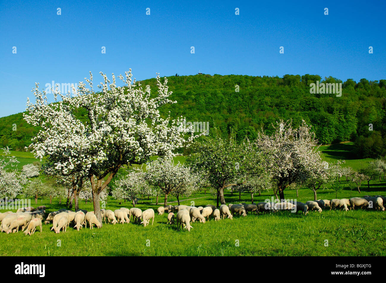 Fruit tree meadows hi-res stock photography and images - Alamy