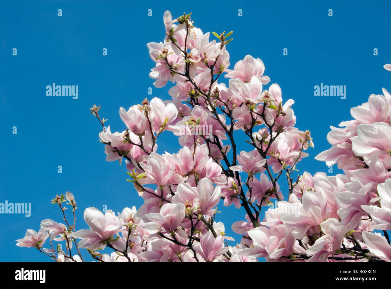 Magnolia tree deciduous tulip hi-res stock photography and images - Alamy