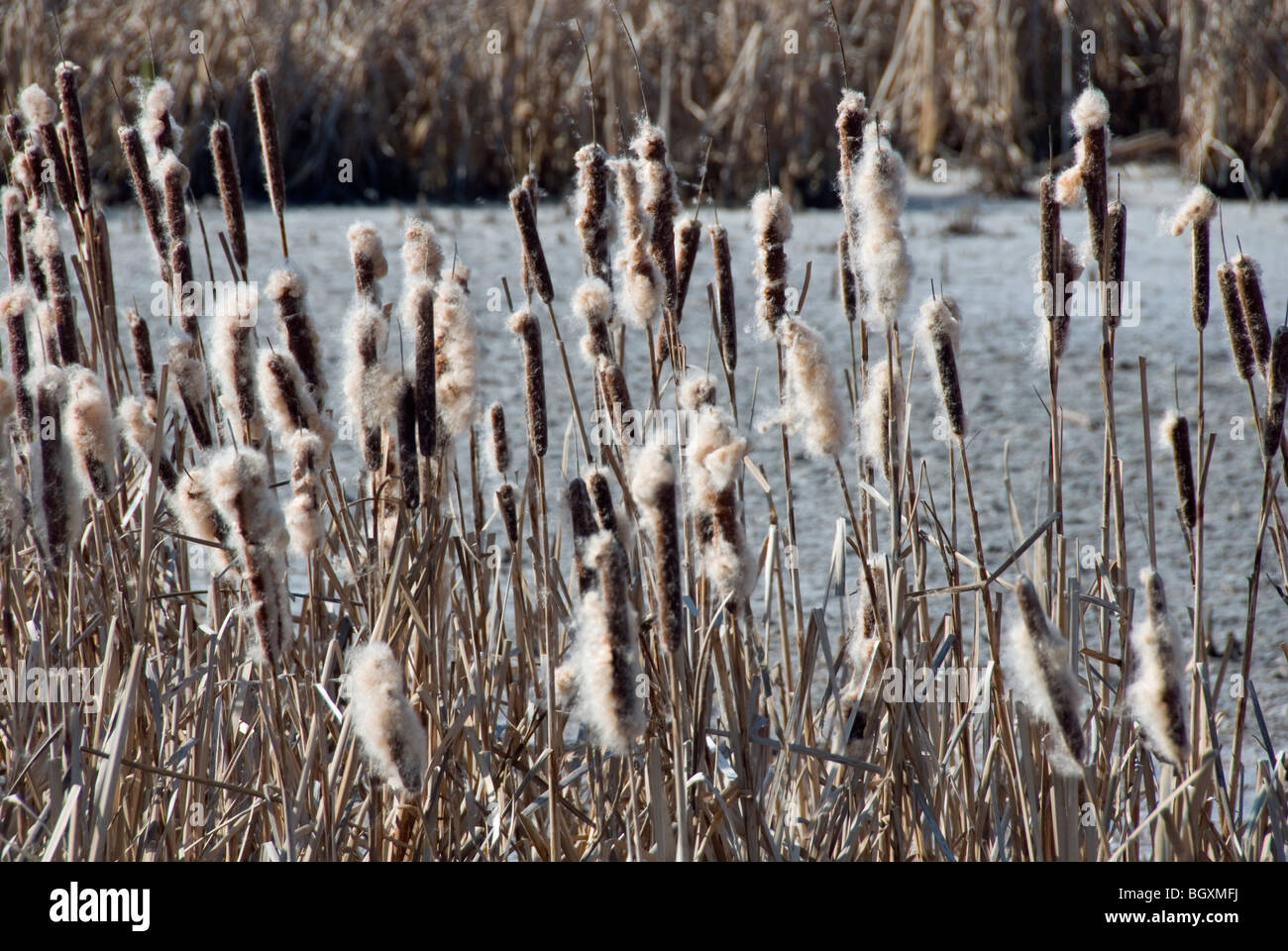Small Reed Mace Reed maces hi-res stock photography and images - Alamy