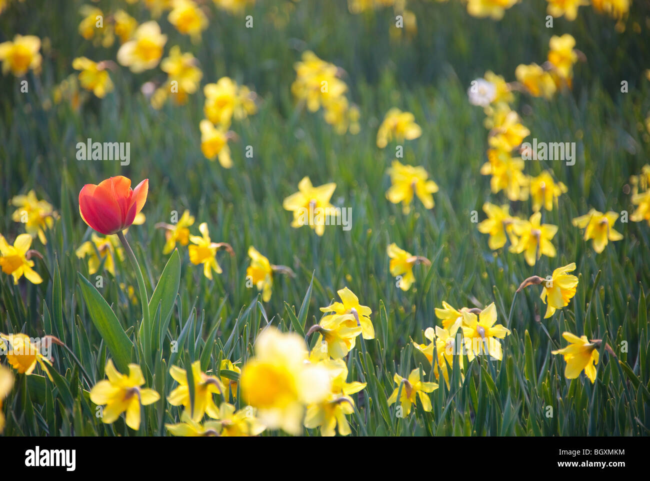 Tulip in Daffodils Field Stock Photo Alamy